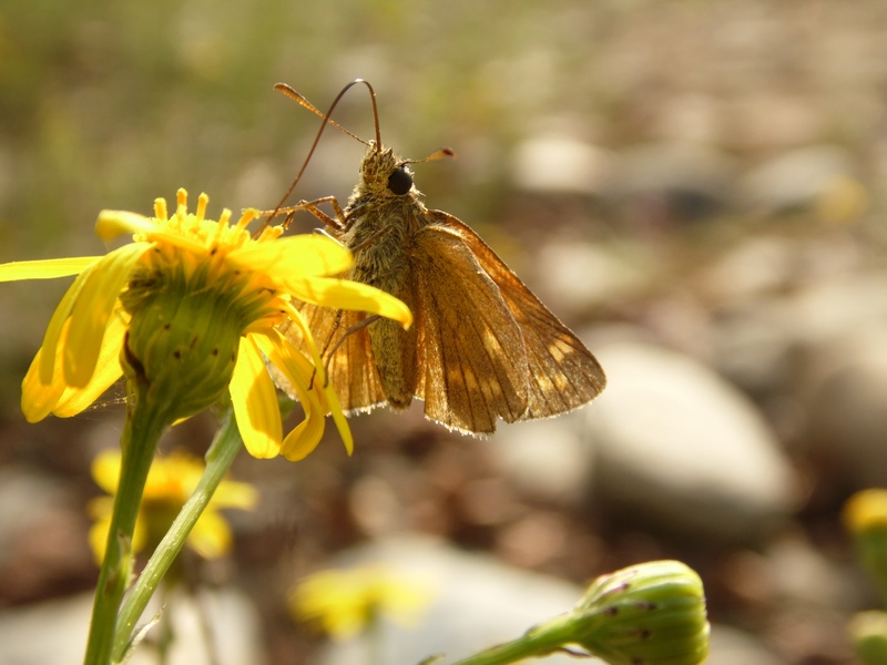 Hesperidae da identificare